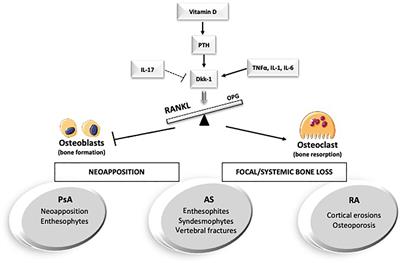 The Emerging Roles of Endocrine Hormones in Different Arthritic Disorders